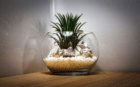 kaktusz dekoráció, lakberendezés része a növény dekoráció, virágdekoráció otthonába